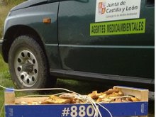 Los traficantes de níscalos se apoderan de los montes