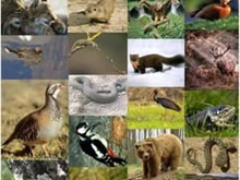 AEAFMA apoya un proyecto de formación para mejorar la actuación de los Agentes Forestales ante la expansión de las especies exóticas invasoras