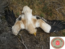 Detenidas cinco personas por un presunto envenenamiento de aves en tres cotos de caza de la Ribera