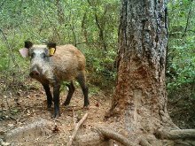 Las capturas de jabalíes en Catalunya alcanzan su récord histórico tras superar las 35.000