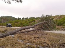 Agentes Medioambientales de Soria despejan de árboles caídos la carretera SO-P-5225
