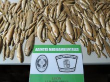 Operativo especial de control de pesca por Agentes Medioambientales