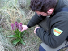 Agentes Forestales encuentran una nueva población de orquídeas gigantes en Alfántega