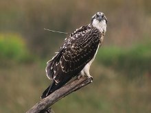El triste viaje de Iradier, un águila pescadora