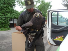 Agentes Medioambientales: A la vanguardia de la conservación de nuestra fauna amenazada