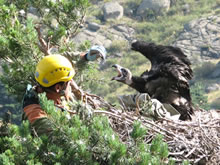 Cómo ser un Agente Medioambiental y su lucha por conservar la fauna amenazada