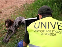 Los cebos envenenados, la trampa mortal de las rapaces en Castilla-La Mancha
