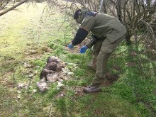 La reforma de la Ley de Montes dificulta la persecución de los delitos medioambientales