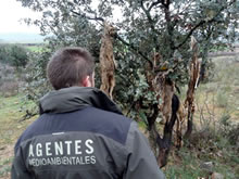 Los Grupos Ecologistas y los Agentes Forestales denuncian que el proyecto de Ley de Montes del Gobierno pone en riesgo los servicios ambientales