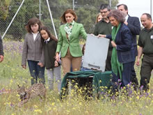 Un lazo autorizado se convierte en trampa para un lince