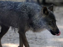 El lobo y el perro más cercanos de lo que creemos
