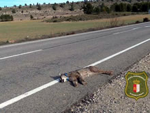 Muere atropellado el lince Kung-Fu, el séptimo que fallece de los 12 reintroducidos en Castilla-La Mancha