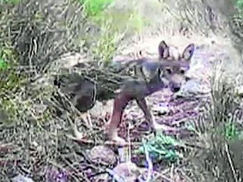 Después de 70 años, el lobo vuelve