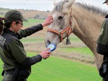 Agentes contra maltrato animal