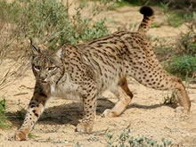 Atropellado un ejemplar de lince ibérico en Los Montes de Toledo