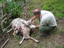 Agentes del Medio Natural investigados en Asturias