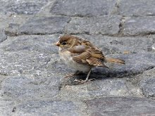 Los Agents intervienen más de 900 aves de comercio ilegal