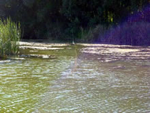 Agents Rurals impiden la pesca ilegal en el Fluvià