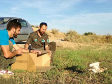 Liberados 16 alcaravanes que se han recuperado en el Centro de Fauna de Vallcalent, en Lleida