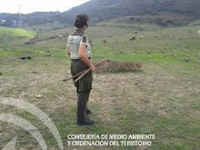 La lenta agonía de las fringílidas