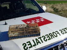 Denunciado un cazador en Paracuellos