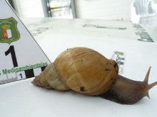 Agentes Medioambientales alertan sobre el caracol gigante africano