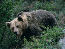 Muere una hembra de oso pardo en Cariseda (León)