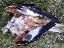 Envenenamiento de rapaces
