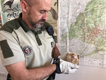 Agentes Forestales hallan en Guadarrama un erizo de una especie prohibida en España, el pigmeo africano