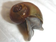 Agents Rurals actúan contra el comercio prohibido del caracol manzana en Barcelona