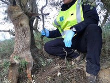 Los Agents Rurals intervienen 50 trampas para cazar furtivamente en la Segarra (Lleida)