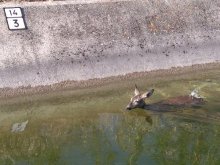 Agentes Forestales de la Comunidad de Madrid rescatan a una corza de un canal de riego