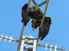 El Gobierno de García-Page boicotea la creación de un grupo nacional de trabajo para buscar soluciones a la electrocución de aves