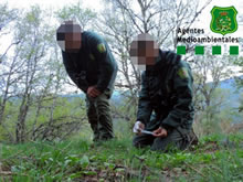 El urogallo cantábrico y los Agentes Medioambientales de la montaña de León