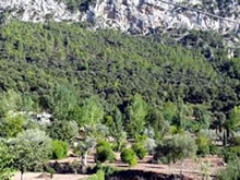 Agentes Forestales lamentan las "bajas multas" por talas ilegales