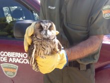 Más de 1500 animales han pasado por el centro de recuperación de la Alfranca en lo que va de año