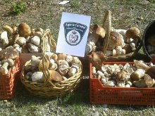 Decomisados en La Rioja más de 100 kilos de hongos recogidos de forma ilegal
