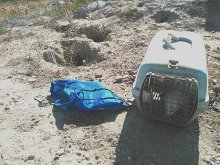Agentes Forestales supervisan la caza de conejos para controlar su población