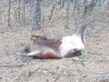 Agentes para la Protección de la Naturaleza contra el furtivismo