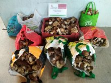 Decomisados 49 kilos de boletus en Almarza y localizado un varón que se encontraba perdido