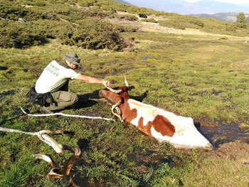 Agentes Forestales rescatan a una vaca atrapada en una turbera en Rascafría