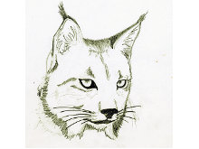 Muere otro lince