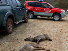 Denunciados 35 cazadores por infracciones en Espronceda