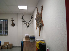 Macabros trofeos de caza disecados decoran la sala de juntas de Medio Ambiente