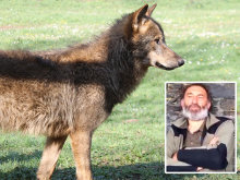Polémica, denuncia y expediente en torno al lobo en Asturias