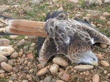 Fianza para los acusados de envenenar fauna