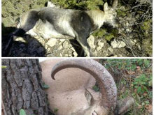 Sorprenden a dos cazadores en una zona de veda