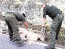 Los Agentes, hartos de la desidia, se movilizarán