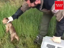 Rescatan a una cría de zorro