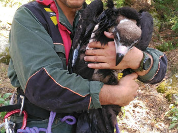 48 pollos de buitre negro anillados